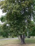 Tilia cordata