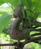 Aristolochia manshuriensis