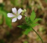 Geranium krylovii. Верхушка цветущего растения. Ямало-Ненецкий АО, Надымский р-н, г. Надым, редкостойный заболоченный березняк на юго-западной окраине. 1 июля 2013 г.