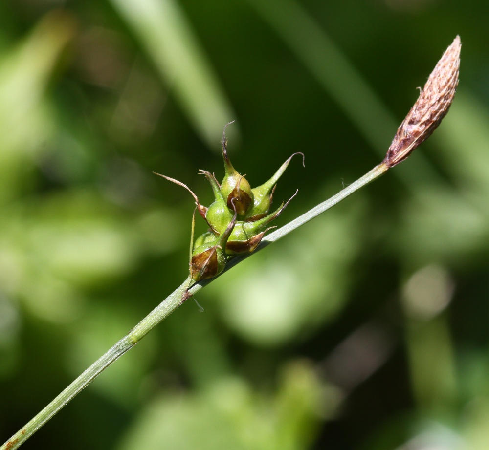 Изображение особи Carex longirostrata.