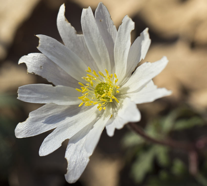 Изображение особи Anemone blanda.