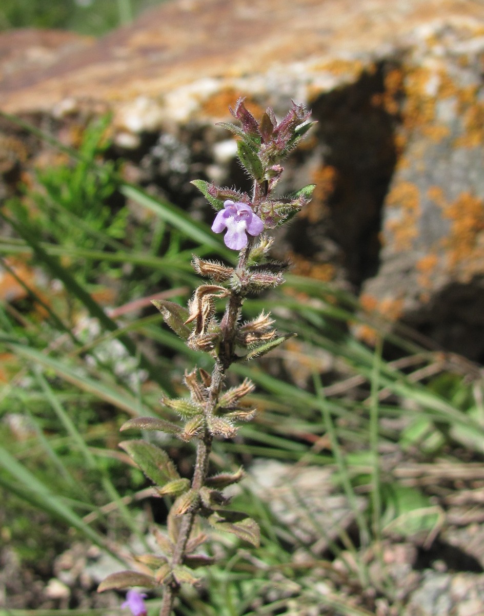 Изображение особи Ziziphora acinos.