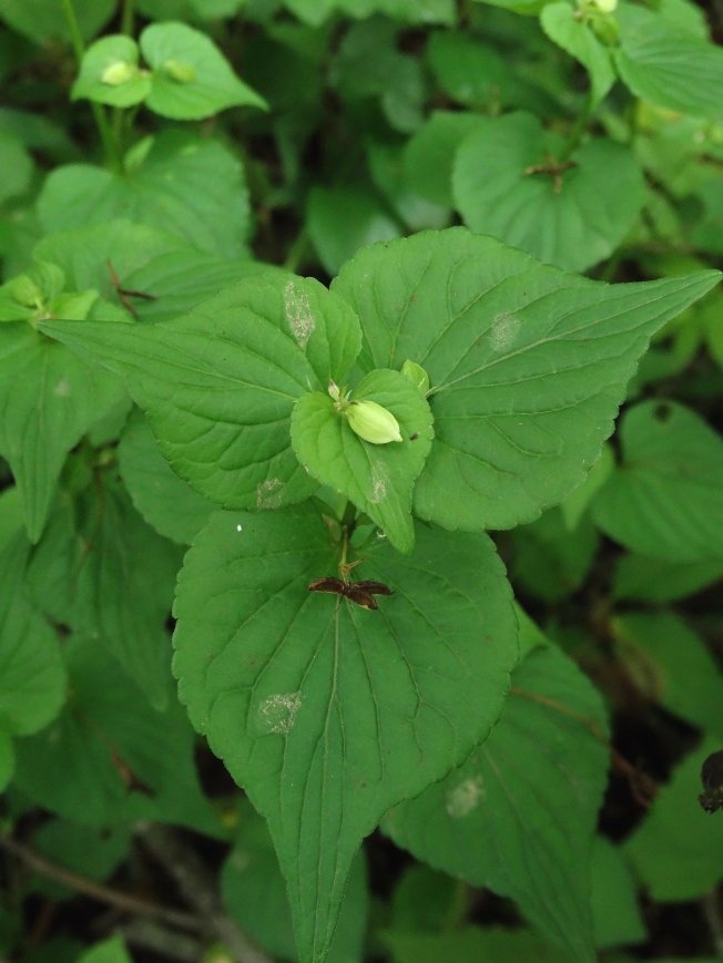 Изображение особи Viola acuminata.