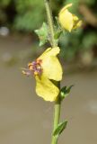 Verbascum blattaria