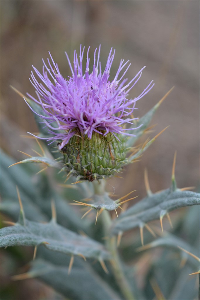 Изображение особи Cirsium argillosum.