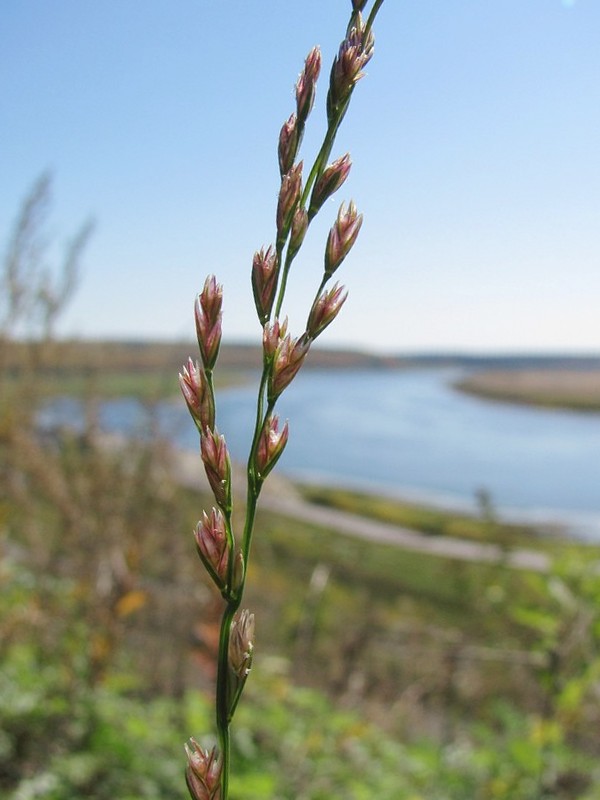 Изображение особи &times; Festulolium loliaceum.