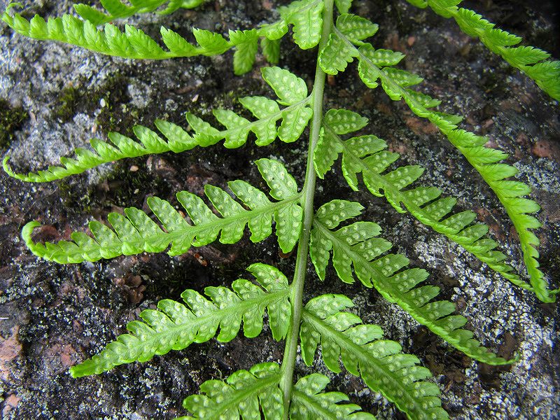 Image of Dryopteris filix-mas specimen.