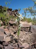 Delphinium rugulosum