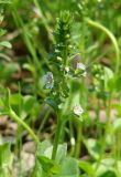 Veronica serpyllifolia. Верхушка цветущего растения. Иркутская обл., Шелеховский р-н, окр. с. Шаманка, влажный луг между селом и р. Шаманка. 11.06.2016.