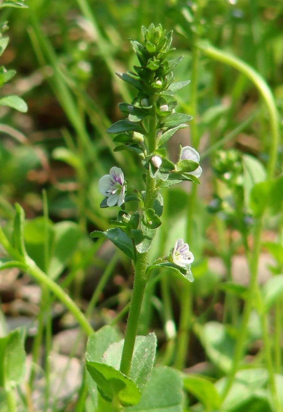 Изображение особи Veronica serpyllifolia.