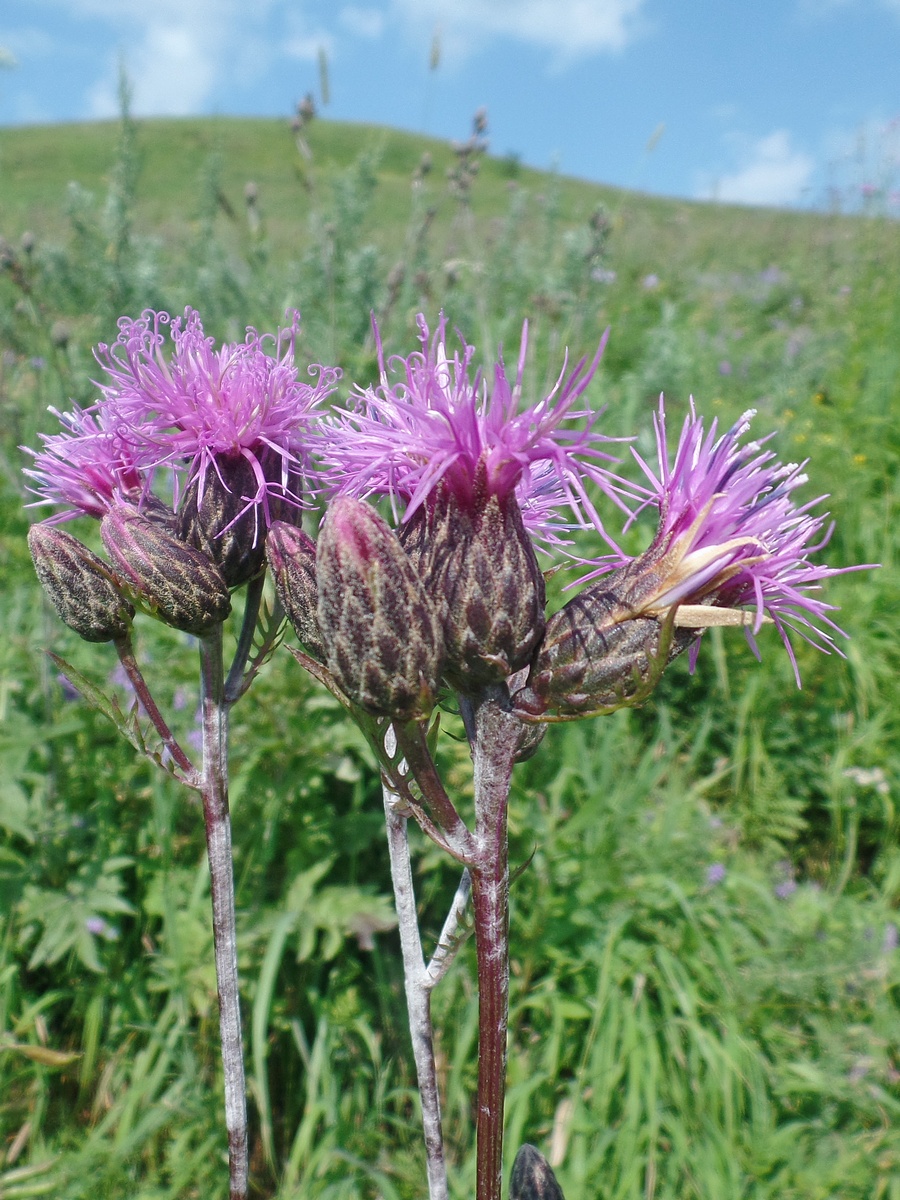 Image of Serratula coronata specimen.