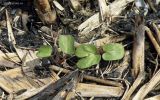 Calystegia sepium. Проростки на участке после пала тростников. Краснодарский край, станица Крыловская (Крыловка), пойма реки Челбас. 07.05.2017.