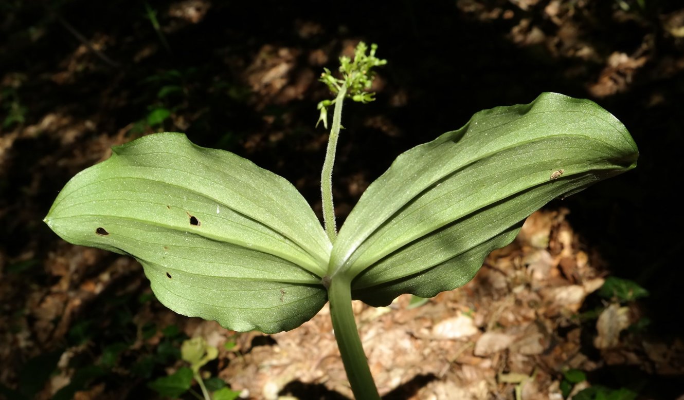 Изображение особи Listera ovata.