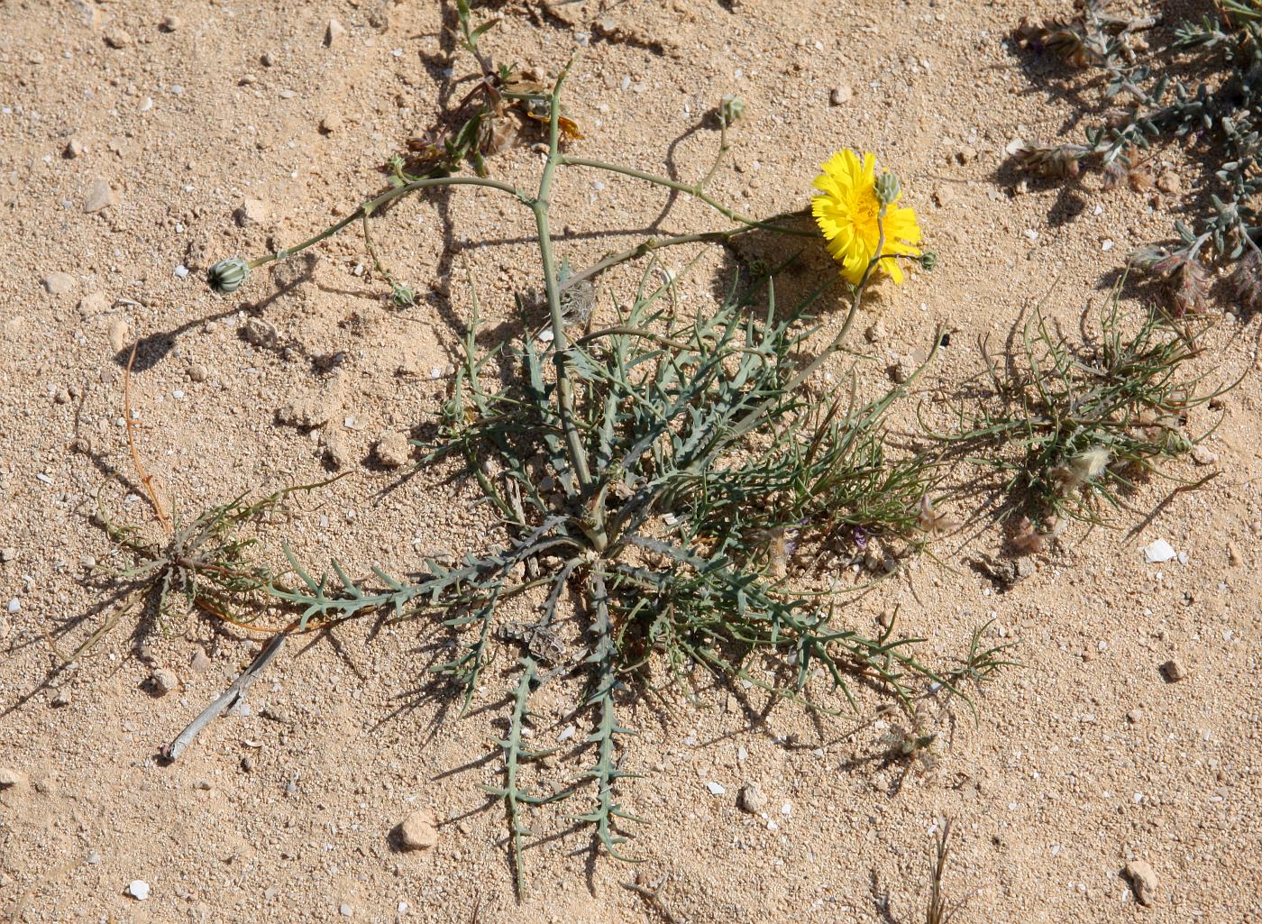 Изображение особи Launaea fragilis.