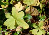 Trientalis europaea