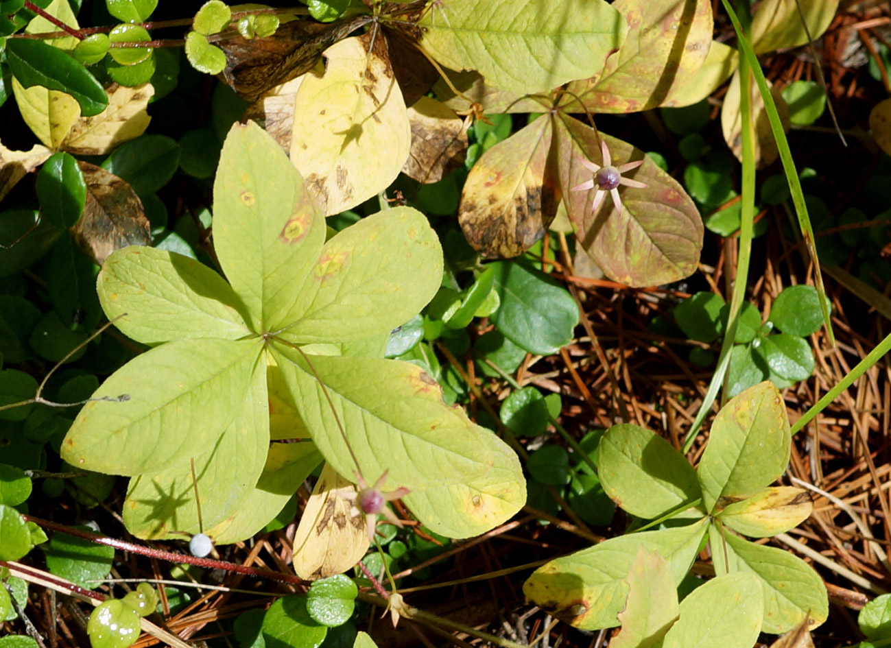 Изображение особи Trientalis europaea.