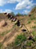 Melica nutans. Соцветие. Беларусь, Гродненская обл., Новогрудский р-н, песчаный карьер, на песках. 30.04.2014.