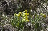 Primula macrocalyx