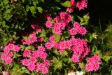 Phlox drummondii. Верхушки цветущих растений. Восточный Казахстан, г. Усть-Каменогорск, Архитектурно-ландшафтный музей-заповедник, в культуре. 25.08.2017.