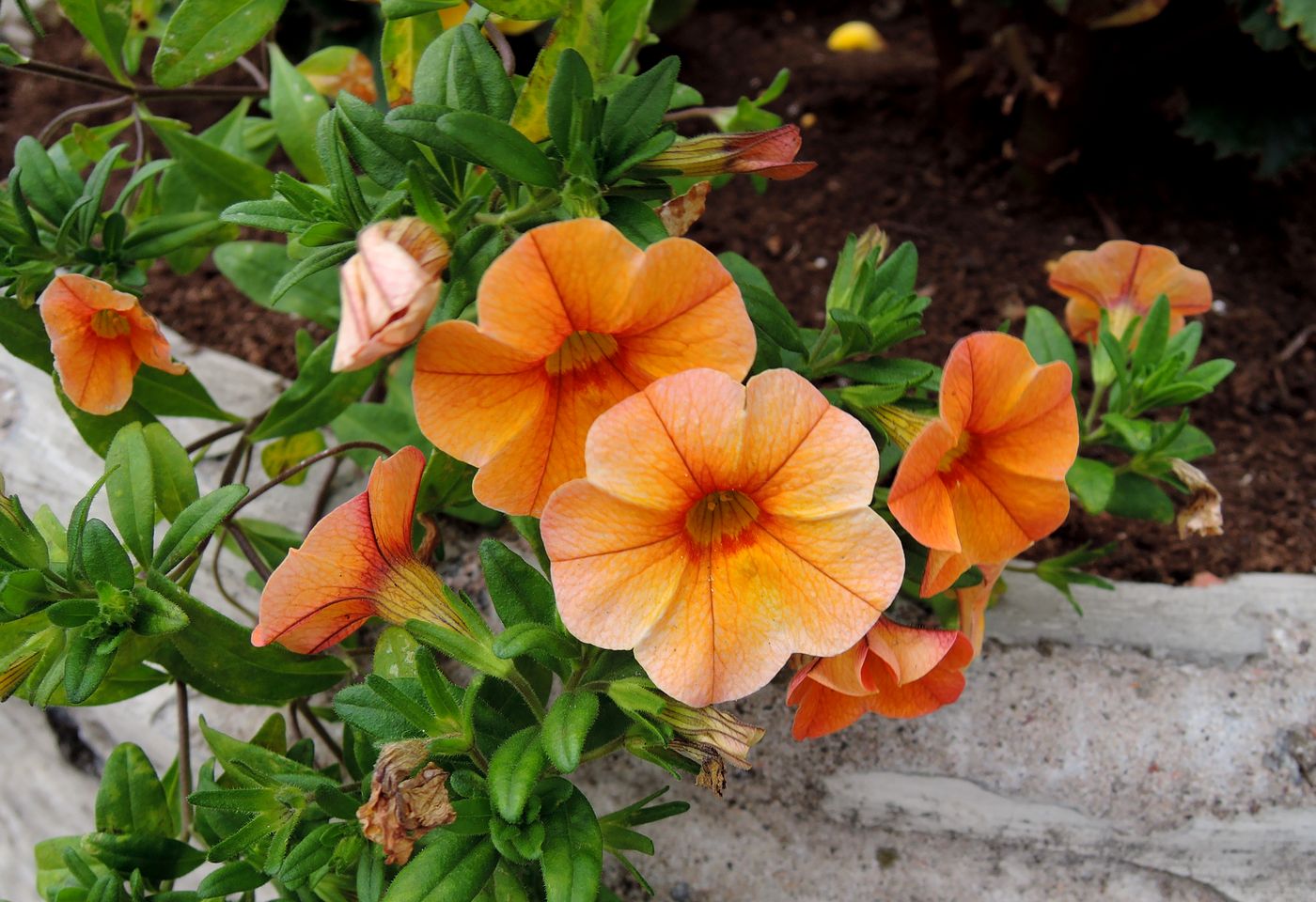 Изображение особи Calibrachoa elegans.