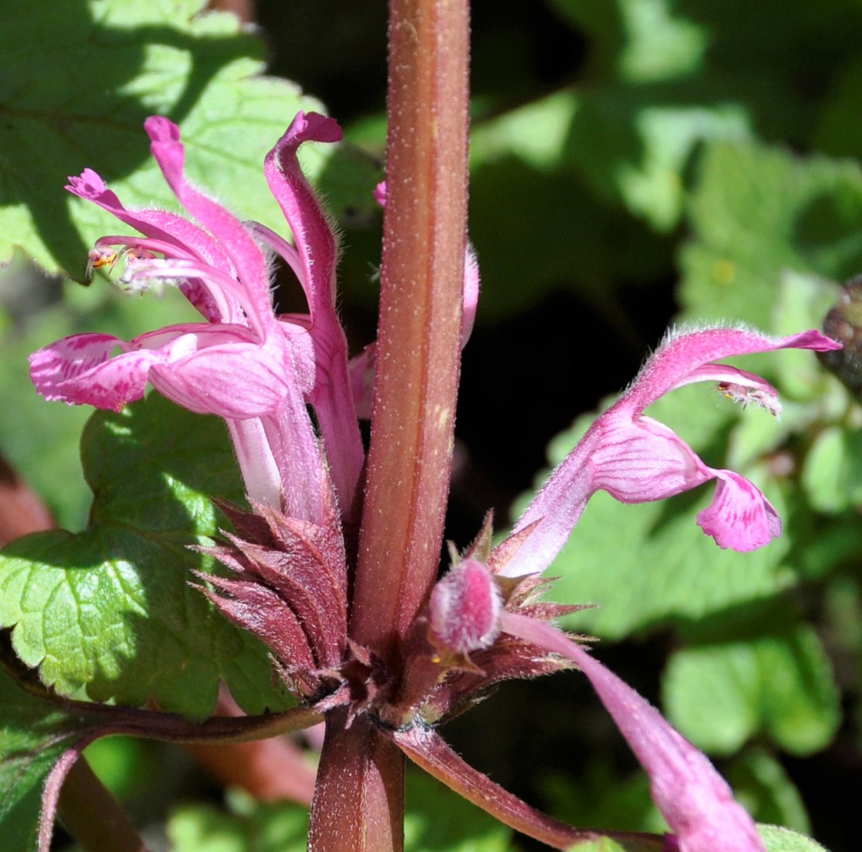 Изображение особи Lamium garganicum.