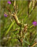 Dianthus deltoides. Соплодие. Чувашия, окр. г. Шумерля, Кумашкинский заказник, Соколова поляна. 6 июля 2010 г.