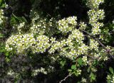 Spiraea hypericifolia