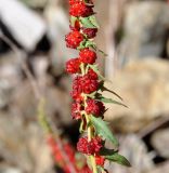 Blitum virgatum