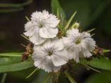 Dianthus barbatus