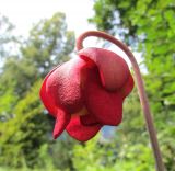 Sarracenia leucophylla