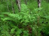 Dryopteris assimilis