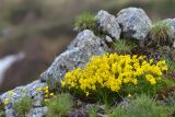 Draba bruniifolia. Цветущее растение. Республика Адыгея, Майкопский р-н, окр. с. Новопрохладное (Сахрай), вост. склон горы Большой Тхач, субальпийский пояс, 2050 м н.у.м., скальный выход. 24.05.2019.