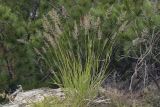 Calamagrostis sugawarae