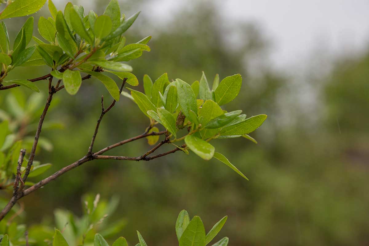 Изображение особи Rhododendron dauricum.