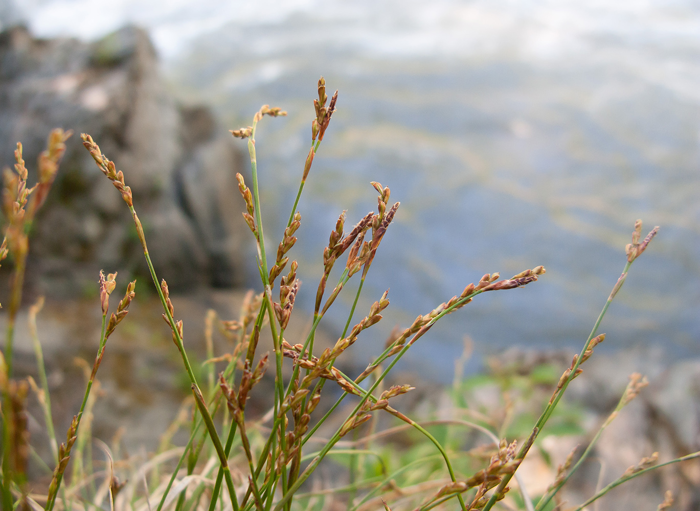 Изображение особи Carex digitata.
