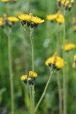 Pilosella &times; floribunda