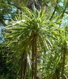 Cordyline australis. Верхушка взрослого растения. Краснодарский край, городской округ Сочи, Сочи-Центр, Сочинский дендрарий, в культуре. Июль 2020 г.