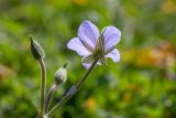 Erodium ciconium