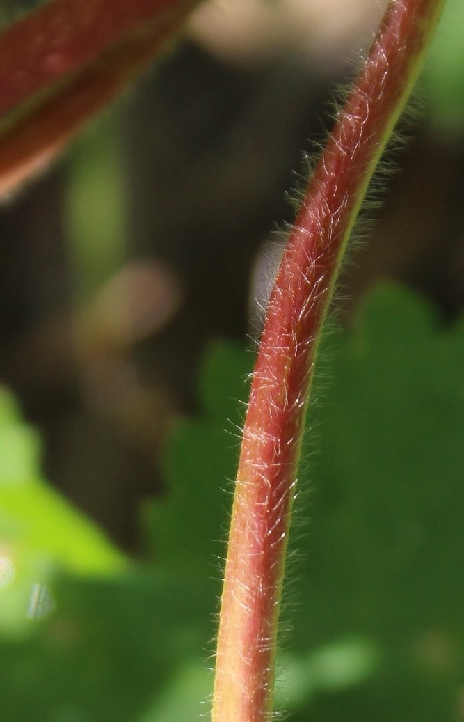 Изображение особи Alchemilla leiophylla.