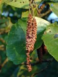 Alnus glutinosa