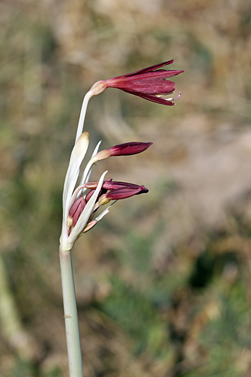 Изображение особи Ungernia sewerzowii.