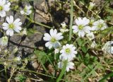 Cerastium arvense