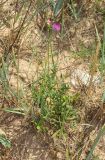 Centaurea adpressa