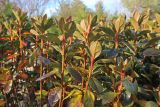 genus Rhododendron