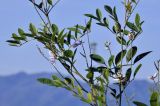 семейство Fabaceae. Побеги с соцветиями. Вьетнам, провинция Кханьхоа, г. Нячанг, гора Co Tien (Angel Mountain), склон с травяно-кустарниковой растительностью. 08.09.2023.