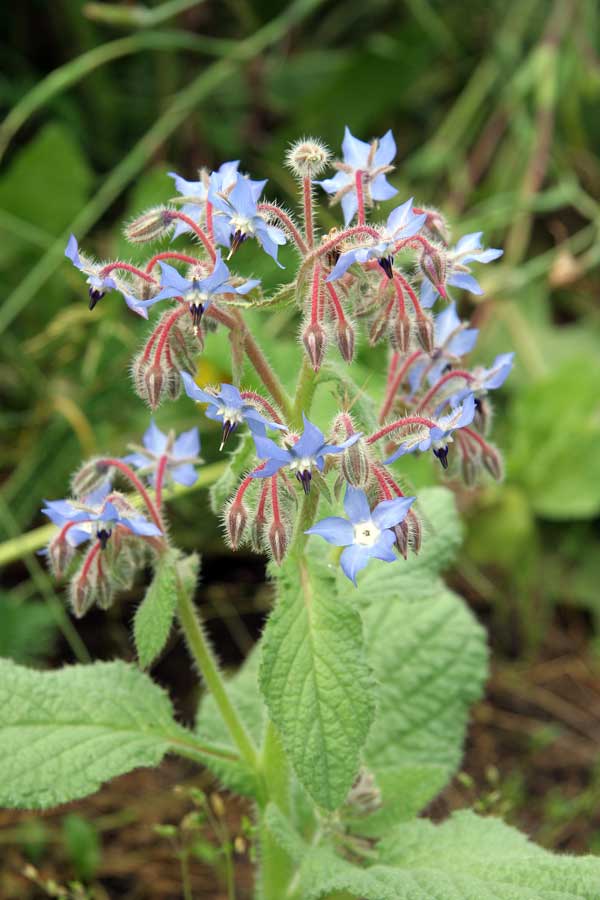 Изображение особи Borago officinalis.