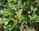 Medicago polymorpha