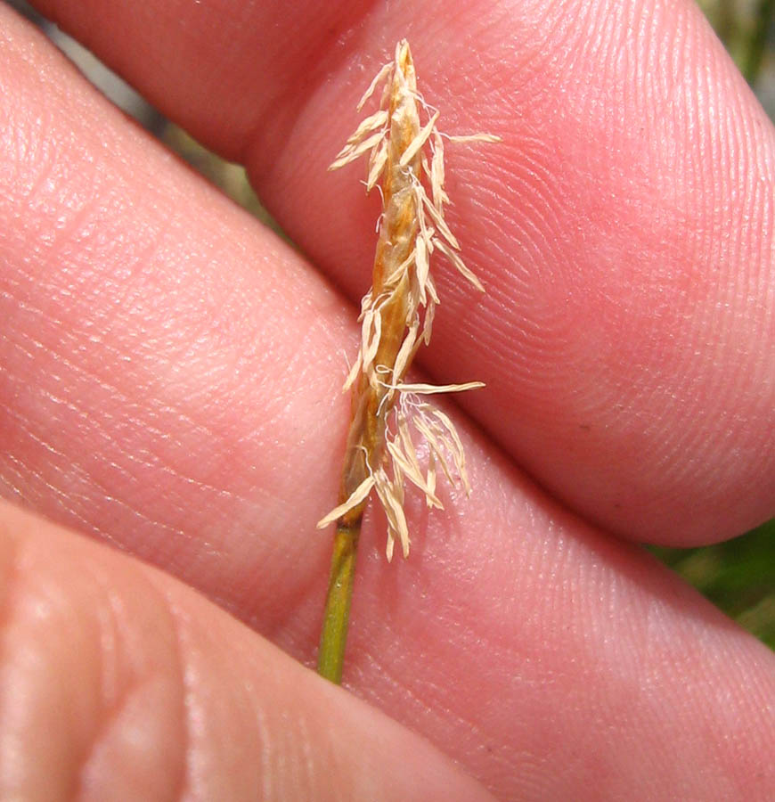 Image of Carex parallela specimen.