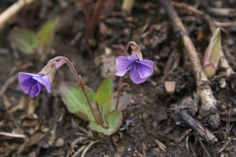 Image of Viola phalacrocarpa specimen.