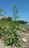 Lepidium virginicum